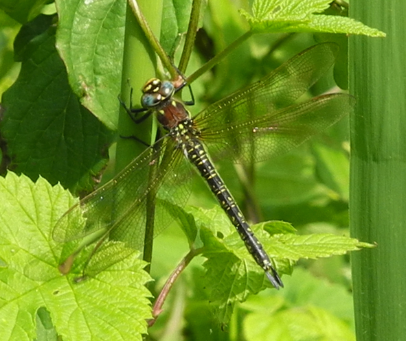 Brachytron pratense